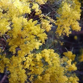 Acacia boormanii