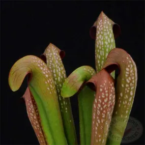 Sarracenia minor